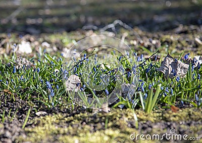 Blue spring primroses on the bare ground Stock Photo