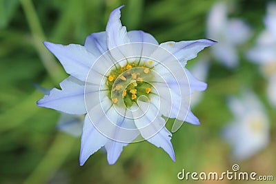 Spring Starflower - Ipheion Uniflorum Stock Photo