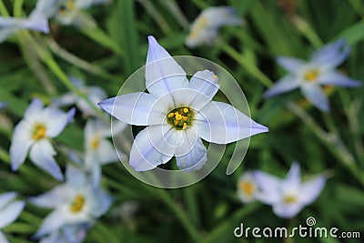 Spring Starflower - Ipheion Uniflorum Stock Photo