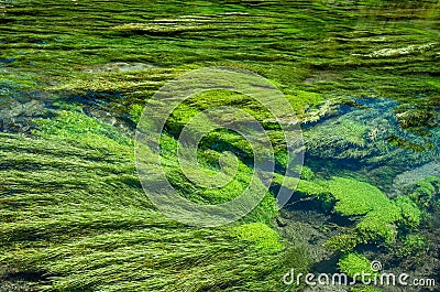 Blue Spring which is located at Te Waihou Walkway,Hamilton New Zealand. Stock Photo