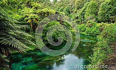 Blue Spring which is located at Te Waihou Walkway,Hamilton New Zealand. Stock Photo