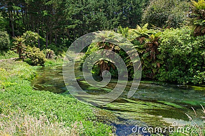 Blue Spring which is located at Te Waihou Walkway,Hamilton New Zealand. Stock Photo