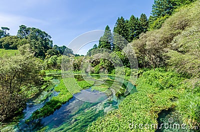 Blue Spring which is located at Te Waihou Walkway,Hamilton New Zealand. Stock Photo