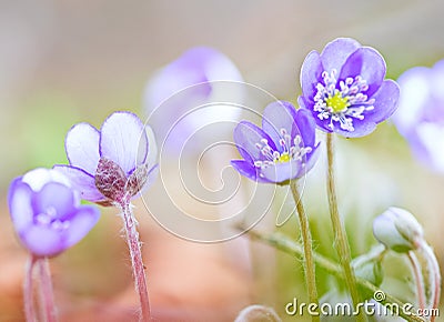 Blue spring wildflower liverleaf or liverwort Hepatica nobilis Stock Photo