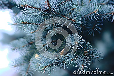 Blue spruce branch Stock Photo