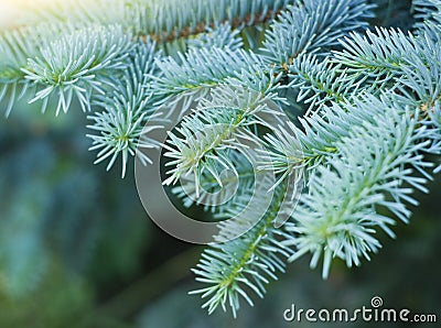 Blue spruce branches Stock Photo