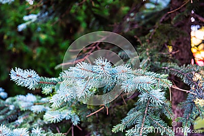 Blue spruce, Picea pungens Stock Photo