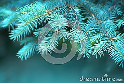 Blue Spruce growing in summer garden. Spruce outdoors, conifer needles close-up, nature. Sun flares. Garden design, gardening Stock Photo