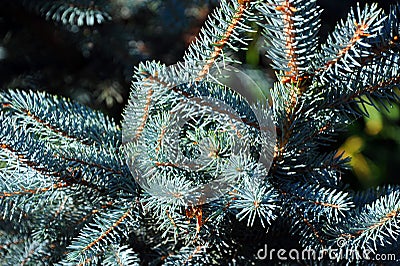 Blue Spruce Limbs Stock Photo