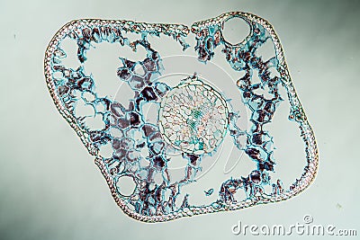 Blue spruce needle in cross section Stock Photo