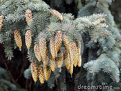 Blue Spruce Or Picea Pungens With Cones Stock Photo