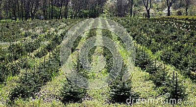 Blue Spruce Tree. Stock Photo