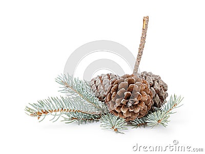 Blue spruce twig with three cones Stock Photo