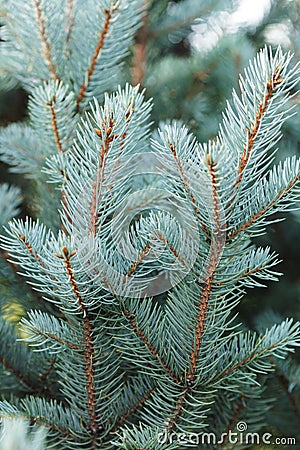 Blue spruce twigs close up Stock Photo