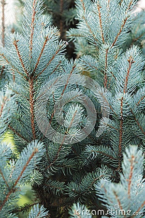 Blue spruce twigs close up Stock Photo