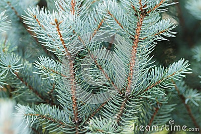 Blue spruce twigs close up Stock Photo
