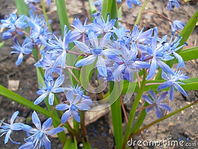 blue squill one of first flowers Stock Photo