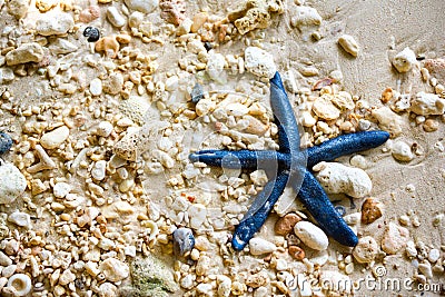 Blue starfish Stock Photo