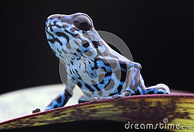 Blue strawberry poison dart frog tropical rain forest Stock Photo