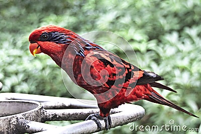 Blue Streaked Lory in the Park Stock Photo