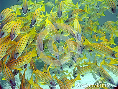 Blue stripe snappers Stock Photo