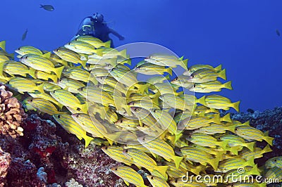 Blue Striped Snappers Stock Photo