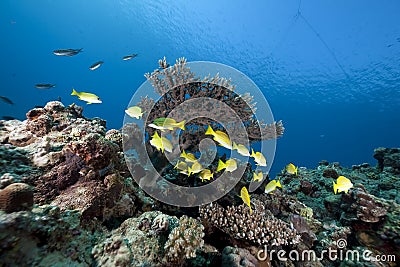 Blue-striped snappers and ocean Stock Photo