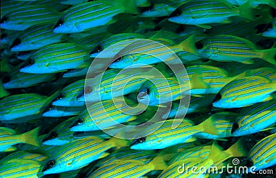 Blue stripped Snappers Stock Photo