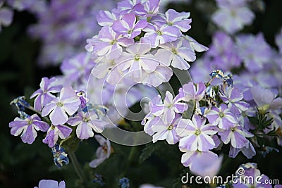 Blue Stripped Verbena flowers close-up Stock Photo