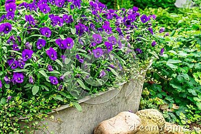 Blue summer flowers in a zink trough in the garden Stock Photo