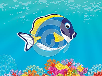 Blue surgeon fish Stock Photo