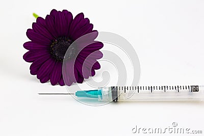 Blue syringe placed with deep red purple daisy flower Stock Photo