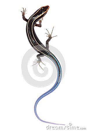 Blue tail skink lizard Stock Photo