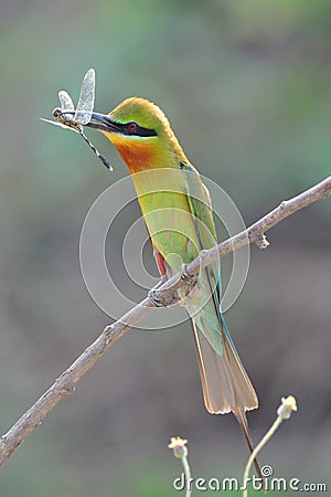 Blue-Tailed Bee Eater Stock Photo