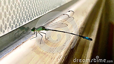 A Blue-tailed Damselfly in distress. Stock Photo