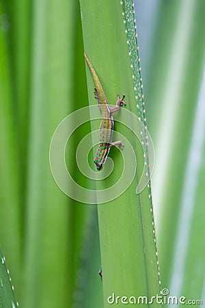 Blue-tailed day gecko Phelsuma cepediana Stock Photo