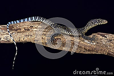 Blue-tailed monitor (Varanus doreanus) Stock Photo