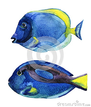 Blue tang fish isolated on white background Stock Photo