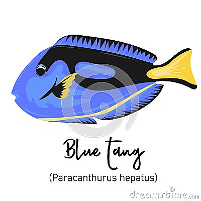 Blue tang or Paracanthurus hepatus. Marine dweller with colorful body and fins for swimming Vector Illustration