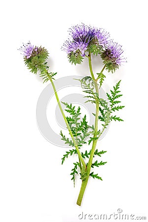 Blue tansy ( phacelia) isolated Stock Photo