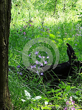 Blue tender bells in a meadow against a background of a fallen tree Stock Photo