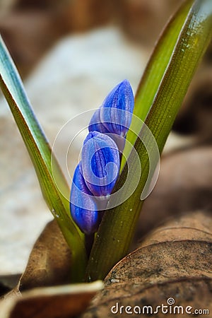 Blue tender buds of squill Scilla bifolia L grow in dirty snow and dead leaves, forest meadow Stock Photo