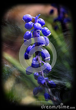 Blue tender muscari flowers on a dark background Stock Photo