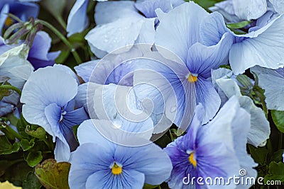 Blue tender Viola Cornuta pansy flowers blooming Stock Photo