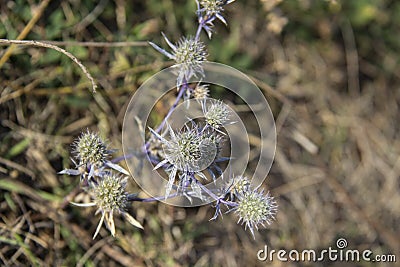 The blue thistle in autumn time. The blue globe thistle blossom flowering and blooming against background Stock Photo