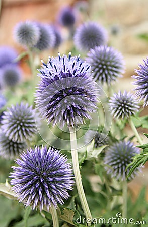 Blue Thistle Stock Photo