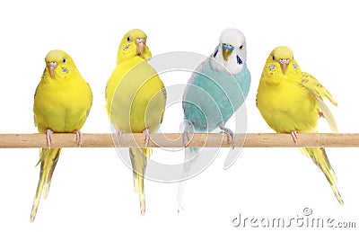 Blue and three yellow budgerigars on a branch Stock Photo