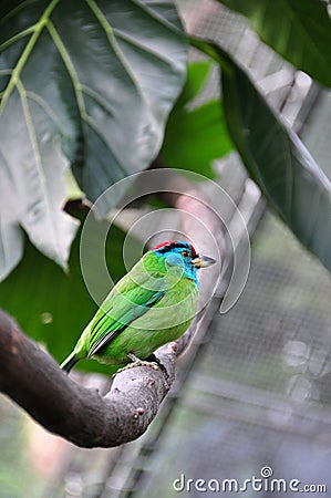 Blue-throated Barbet Megalaima Asiatica Stock Photo