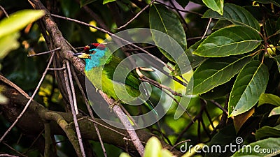 Blue-throated Barbet Megalaima asiatica Stock Photo