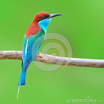 Blue throated Bee eate bird Stock Photo